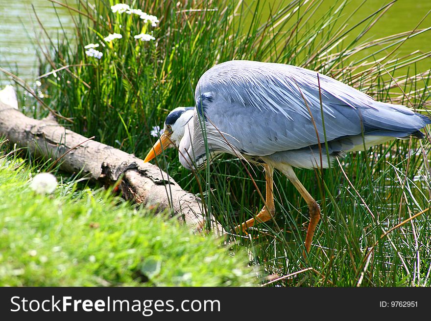 A grey heron seeking fish in a pond in a park. A grey heron seeking fish in a pond in a park