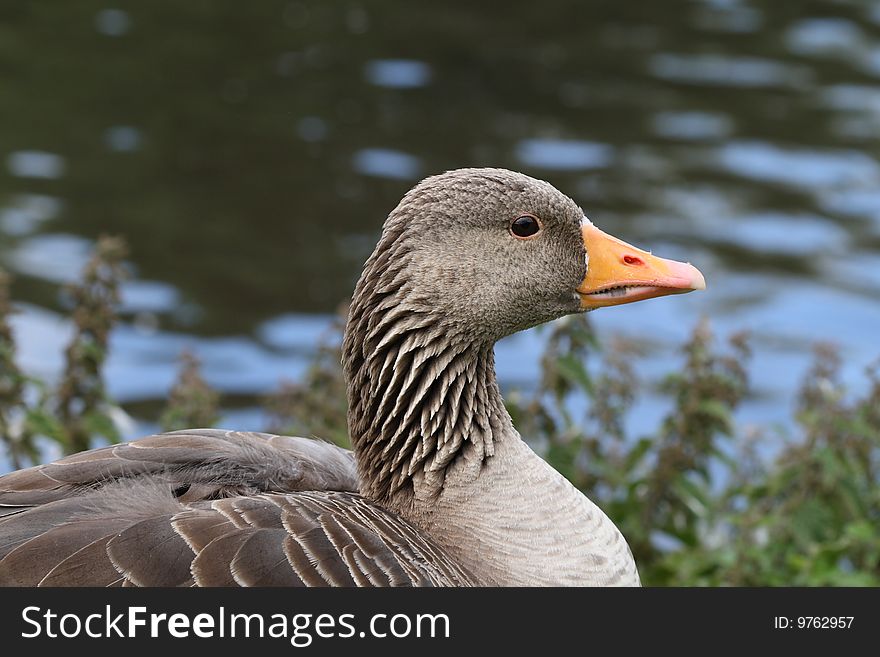 A western greylag goose. Water and plants in the background. Eye, beak and 'teeth' clearly visible.