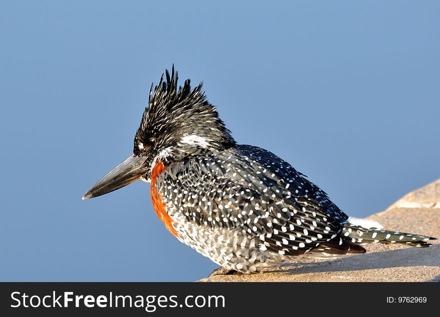 A Giant Kingfisher - Ceryle maxima.  Photographed in the wild, South Africa.