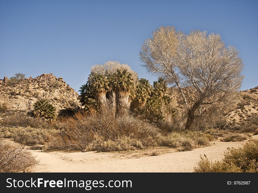 This is a picture of a desert oasis at Joshua Tree National Park