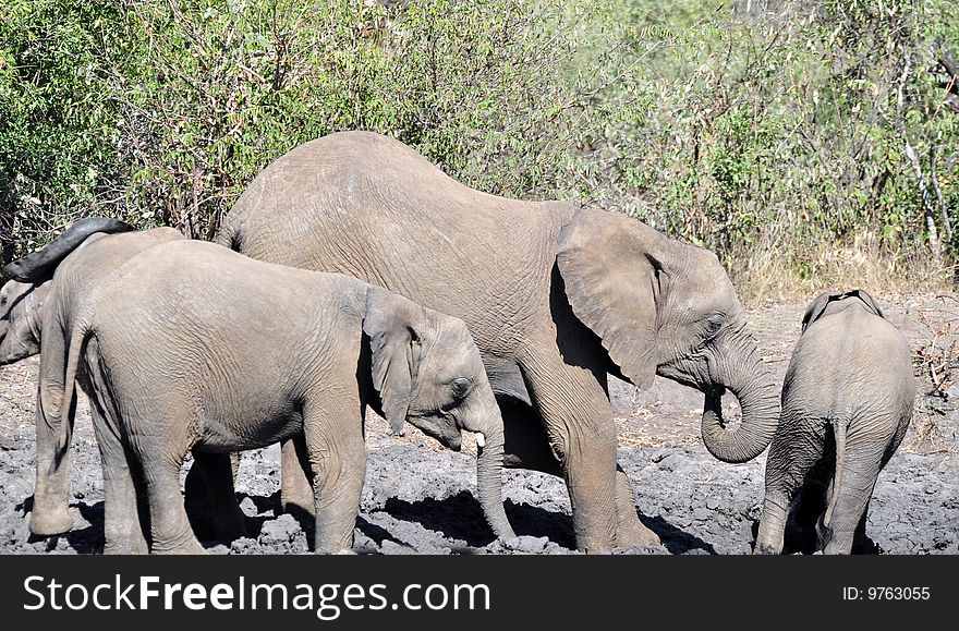 African Elephant - Loxodonta africana.   Photographed in the wild, South Africa.