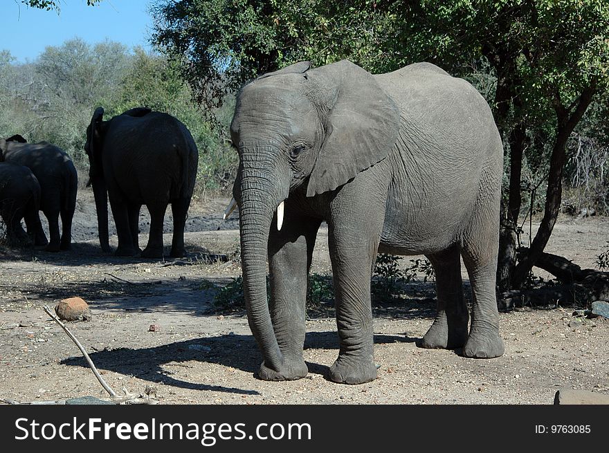 African Elephant - Loxodonta africana.   Photographed in the wild, South Africa.