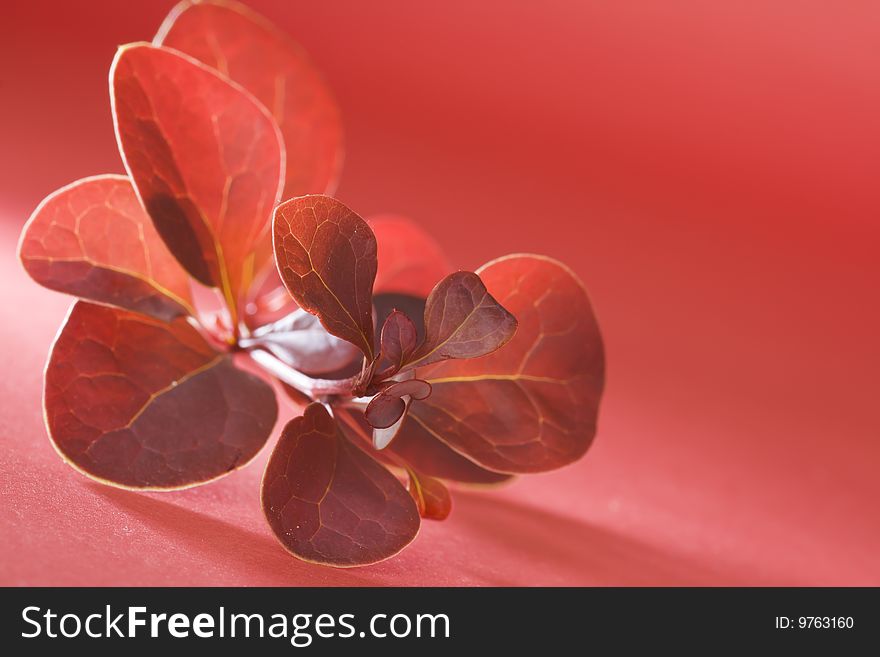 Close up sprig of decorative shrub with red leaves on red background in backlit, with some copy free space, it's perfect for wallpaper. Close up sprig of decorative shrub with red leaves on red background in backlit, with some copy free space, it's perfect for wallpaper