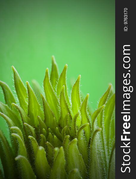 Close up of apex weed plant, green leaves like flames, on the green background with dark vignette. Close up of apex weed plant, green leaves like flames, on the green background with dark vignette