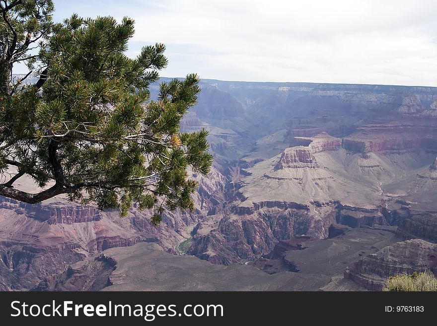 A large tree thrives among the rocks overlooking the one mile deep Grand Canyon at the South Rim in Arizona, USA. A large tree thrives among the rocks overlooking the one mile deep Grand Canyon at the South Rim in Arizona, USA