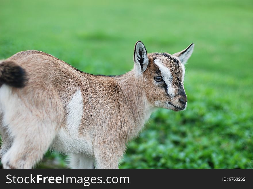 In the green lawn, a small goat in well-to-do swings feigns