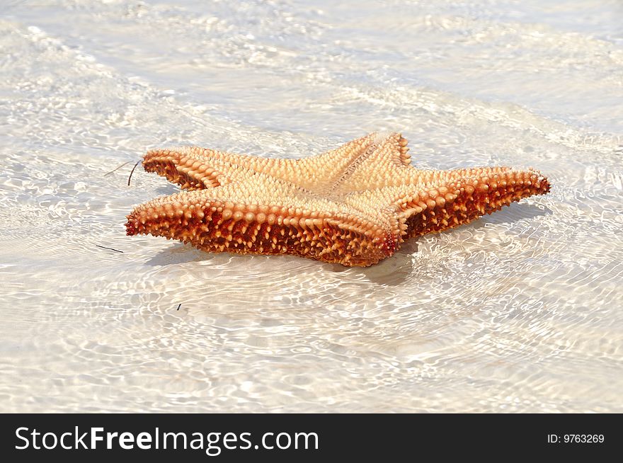 Detail of starfish on tropical cuban beach. Detail of starfish on tropical cuban beach