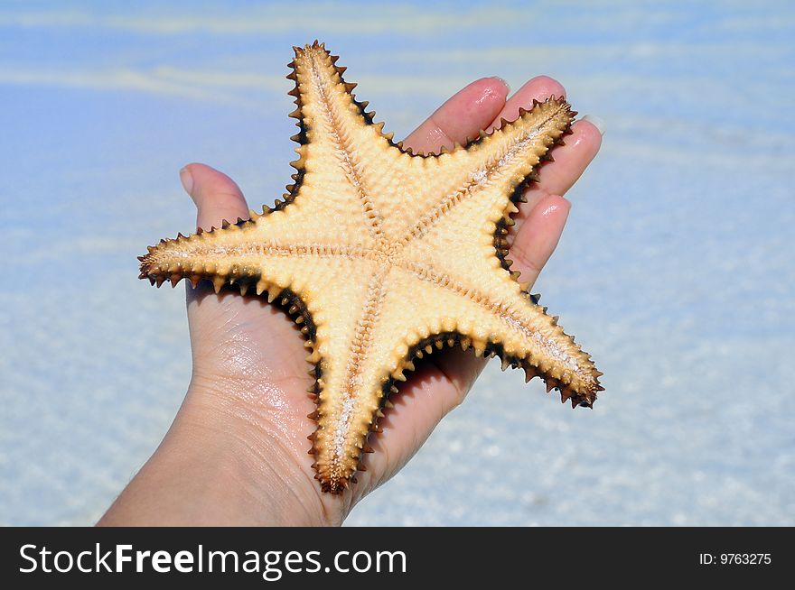 Detail of hand holding starfish on beach background