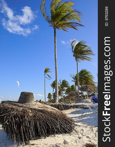 A view of tropical beach with coconut palm trees. A view of tropical beach with coconut palm trees