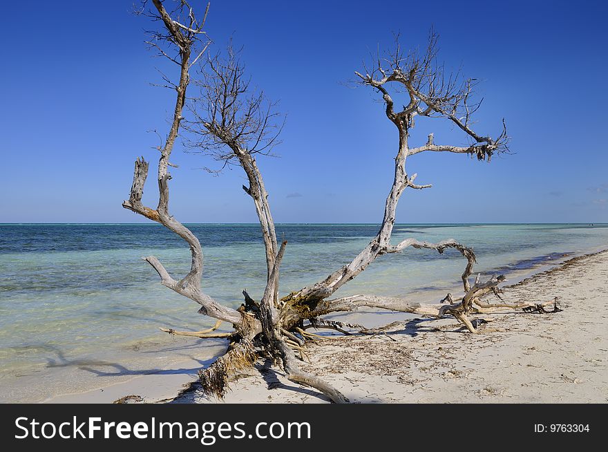 Dead tree trunk on tropical beach - cayo guillermo, cuba
