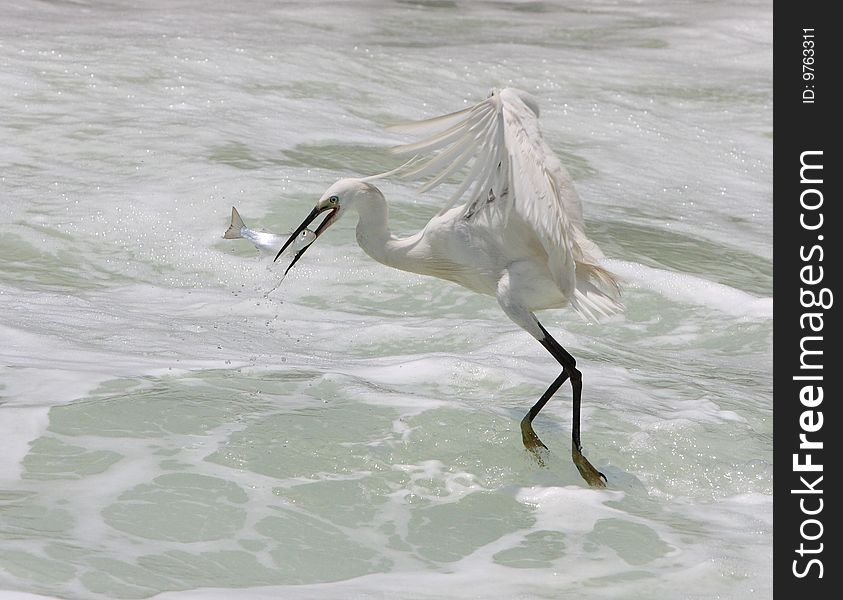 An egret bird looking for fish on watter. An egret bird looking for fish on watter