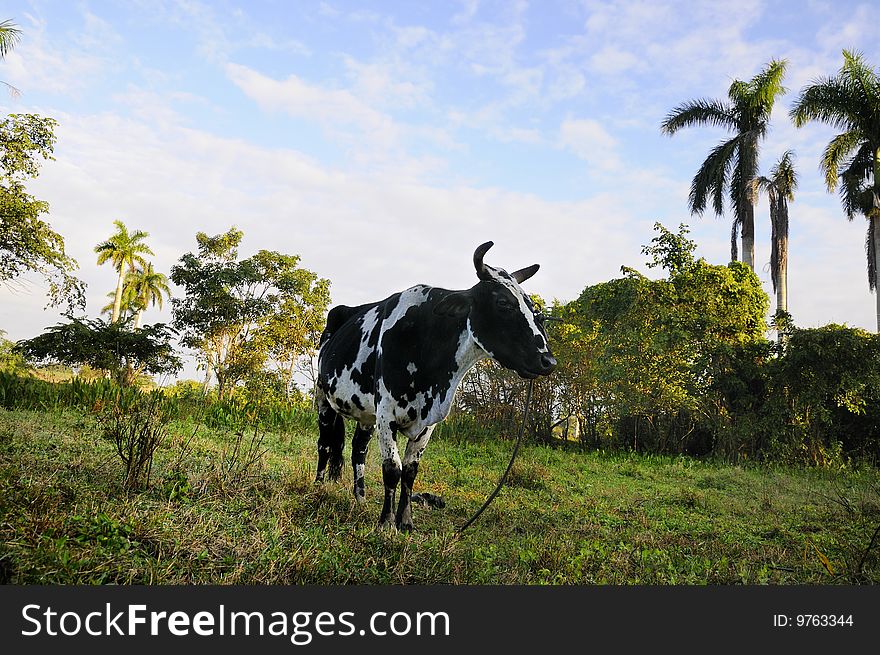 A view of cuban countryside landscape with cow