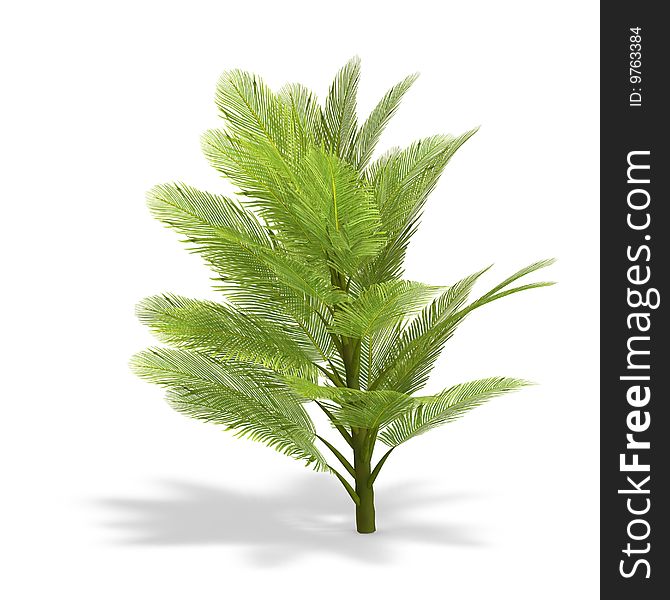 Young and small palmtree. 3D render with clipping path and shadow over white. Young and small palmtree. 3D render with clipping path and shadow over white