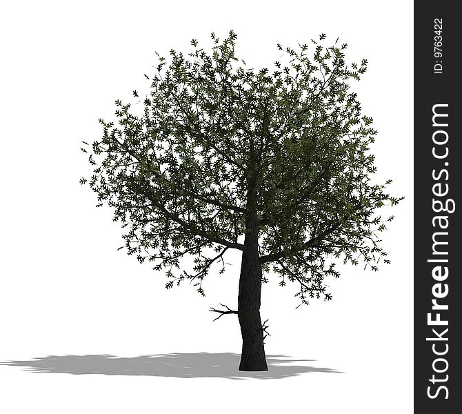 Rendering of a tree with shadow and lipping path over white. Rendering of a tree with shadow and lipping path over white