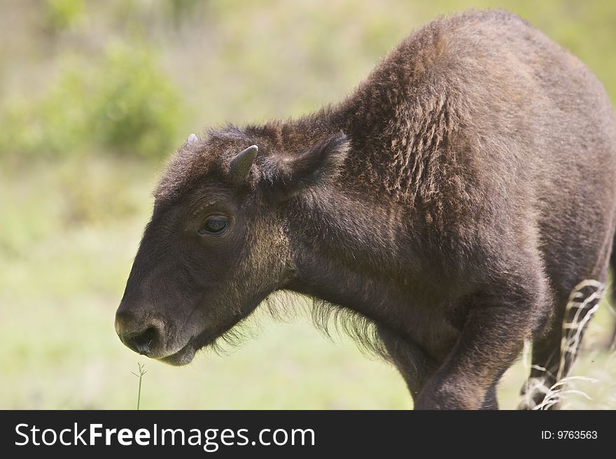 A baby Buffalo on the plains of Oklahoma. This photo is represented on my website () at the following link: Please visit and provide feedback on this and related images.