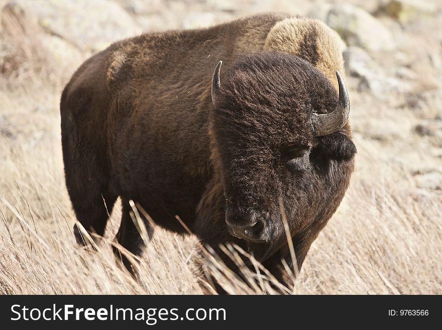 An American Buffalo bull on the plains of Oklahoma.

This photo is represented on my website (http://artistovision.com) at the following link:  http://www.artistovision.com/animals/buffalo-bull.html
Please visit and provide feedback on this and related images.