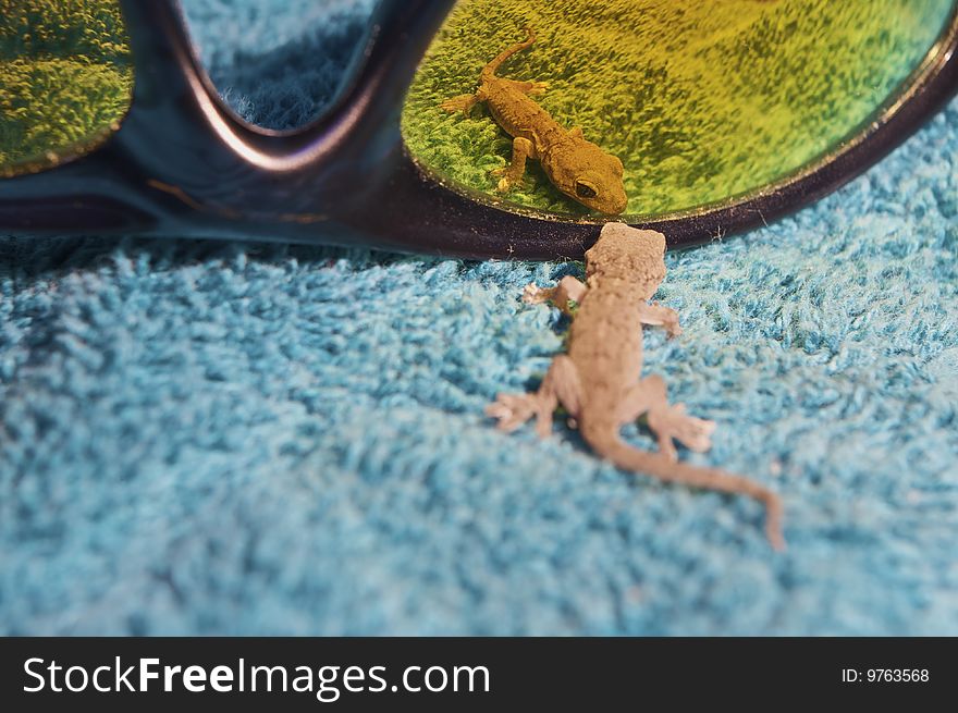 A curious gecko looks at himself in a pair of mirrored sunglasses on a beach towel. This photo is represented on my website () at the following Please visit and provide feedback on this and related images.