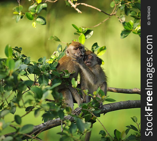 Two monkeys are playing on a tree branch, seemingly like a couple. Two monkeys are playing on a tree branch, seemingly like a couple.