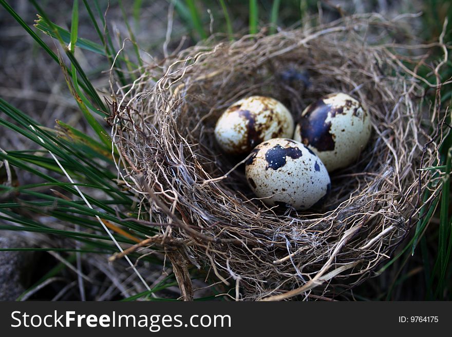 Eggs in nest made of straw