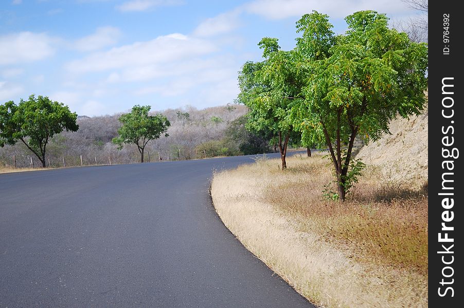 Turn of road and roadside with green trees and a yellow grass