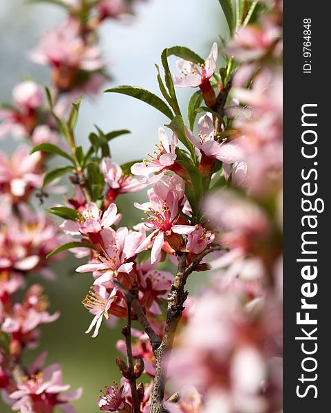 Detail of some nice pink almond tree flowers in a sunny spring day