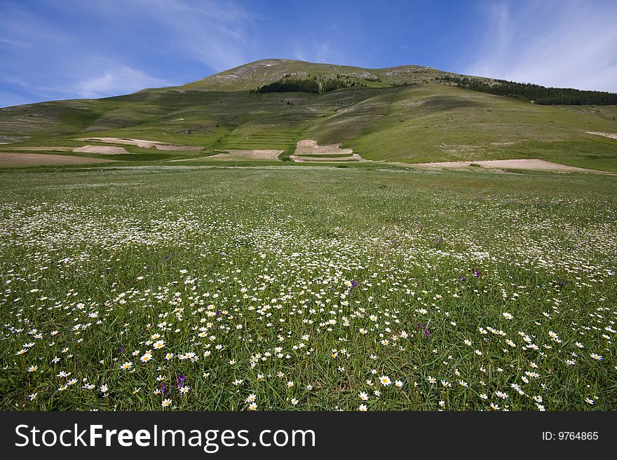 The flowery meadow on background of sky from clouds