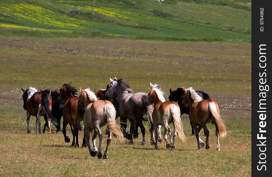 Photo of wild horses running free in the plain