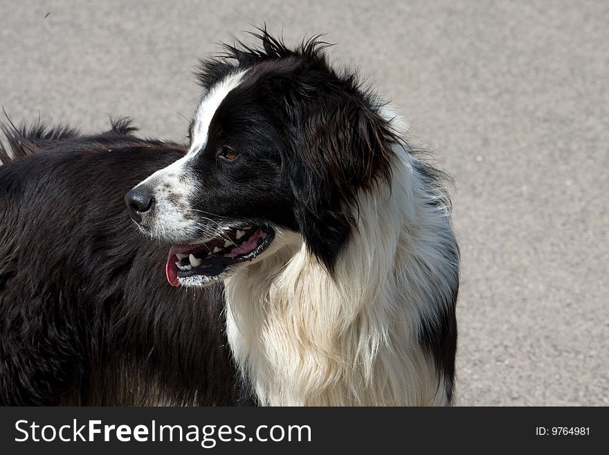 Portrait of dog white and black