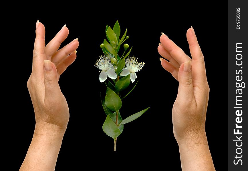 Hands and flower isolated on black background