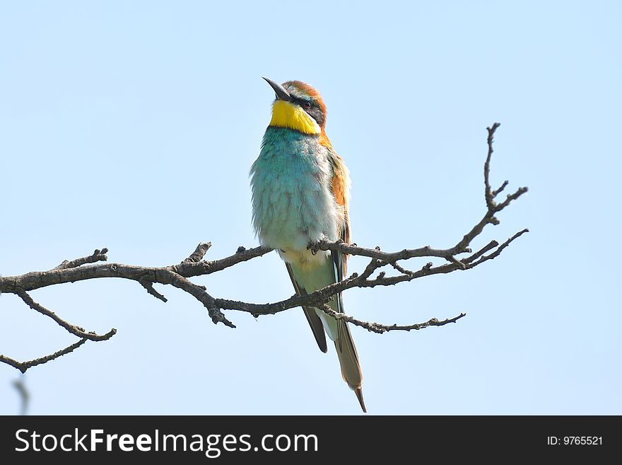 Rare bee-eaters in unique bird area Velke Pavlovice, Czech republic. Rare bee-eaters in unique bird area Velke Pavlovice, Czech republic.