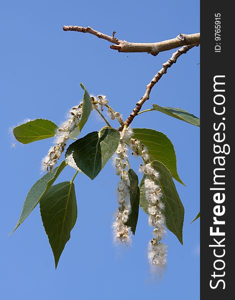 Branch of a poplar with leaves and down against the dark blue sky