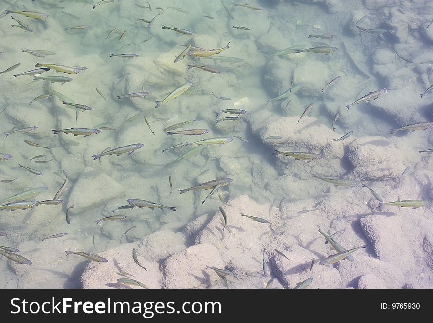 Shoal of trout in the water