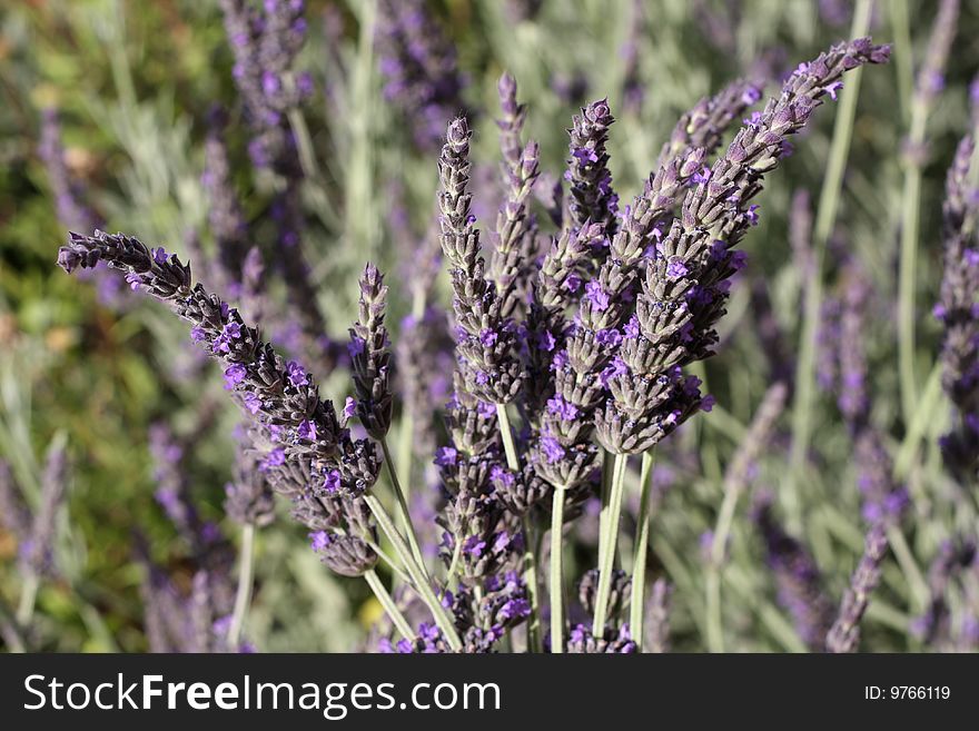 Collecting lavender from a field