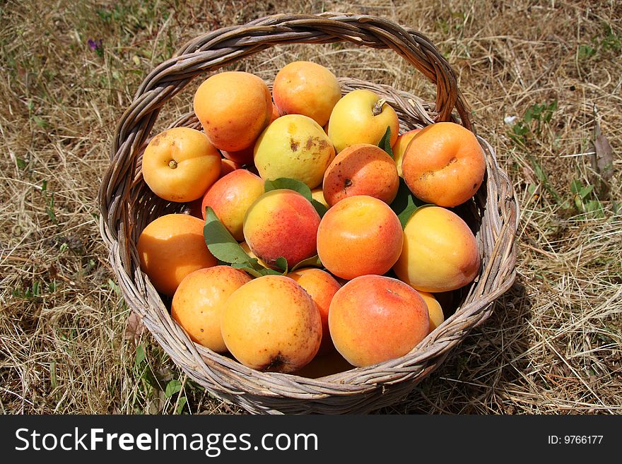 Freshly picked apricots in a basket. Freshly picked apricots in a basket