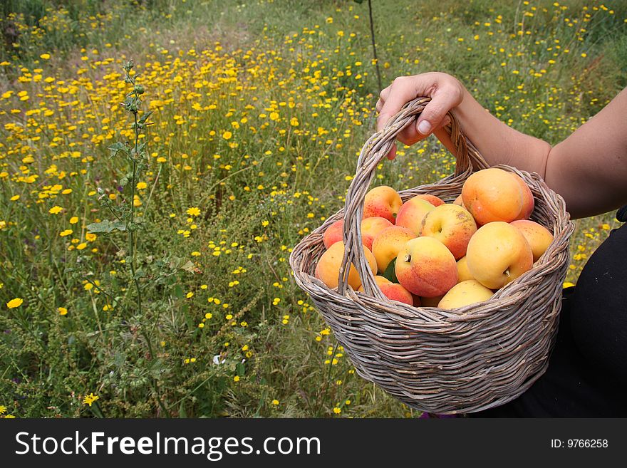 Freshly picked apricots in a basket. Freshly picked apricots in a basket