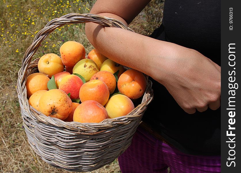 Freshly picked apricots in a basket. Freshly picked apricots in a basket