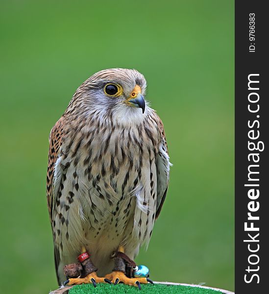 Common Kestrel (Falco tinnunculus) posing , also known as European Kestrel, Eurasian Kestrel, or Old World Kestrel