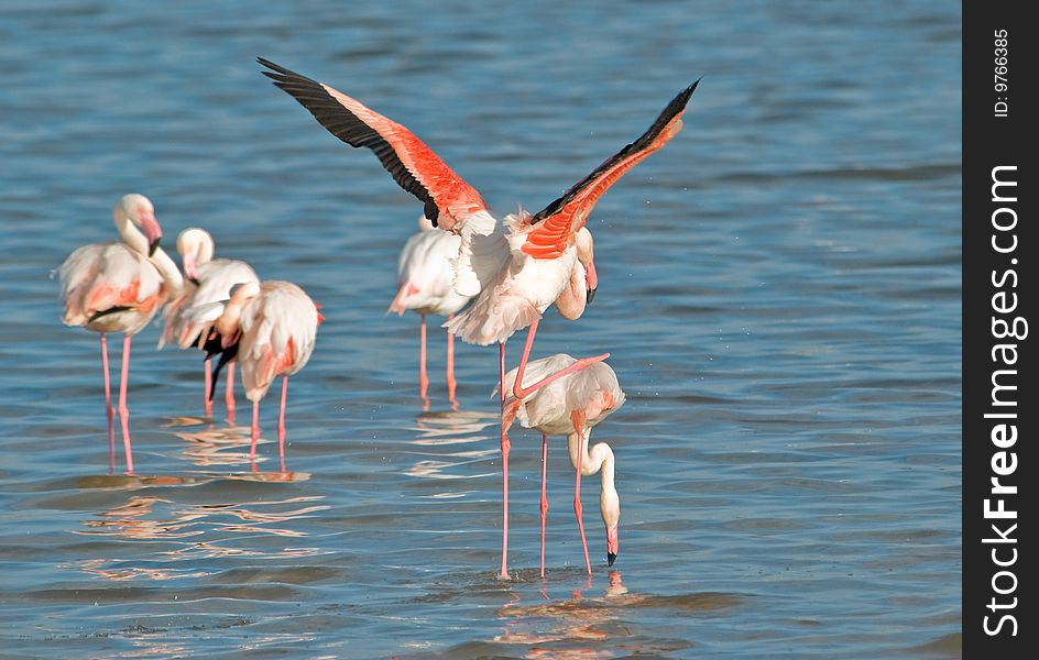 Five shots in sequence about flamingoes mating in the natural park of Cagliari - Sardinia (Italy). Five shots in sequence about flamingoes mating in the natural park of Cagliari - Sardinia (Italy)