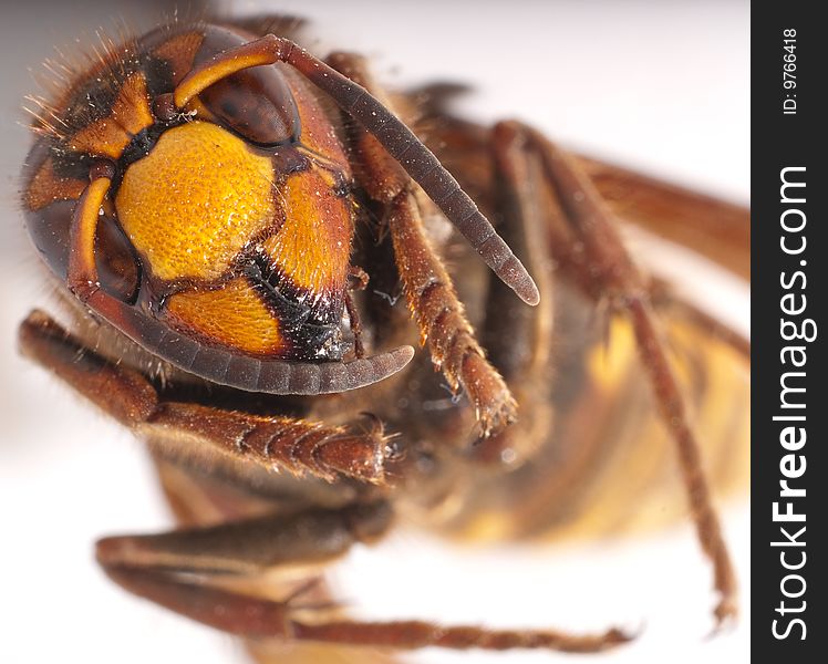 Wasp macro image