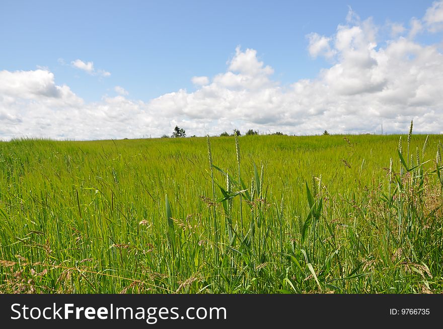 Green field with grass in the foreground against a blue sky with a cumulus cloud front moving in. Green field with grass in the foreground against a blue sky with a cumulus cloud front moving in