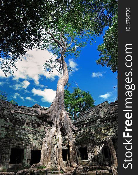 Tropical To Prohm Temple located in Angkot Wat. Tropical To Prohm Temple located in Angkot Wat