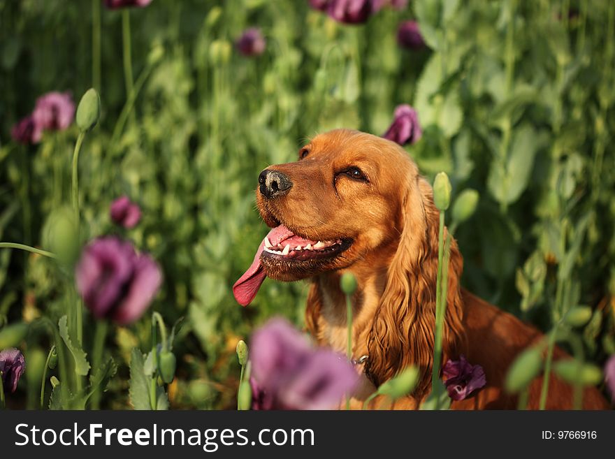 Violet poppy field in green and dog. Violet poppy field in green and dog