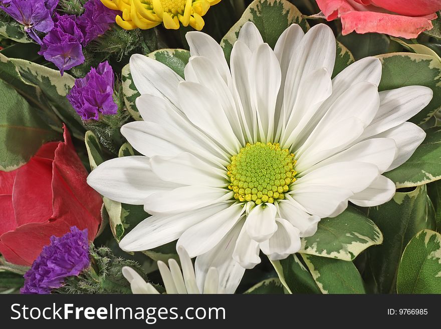 One white daisy among other colorful flowers