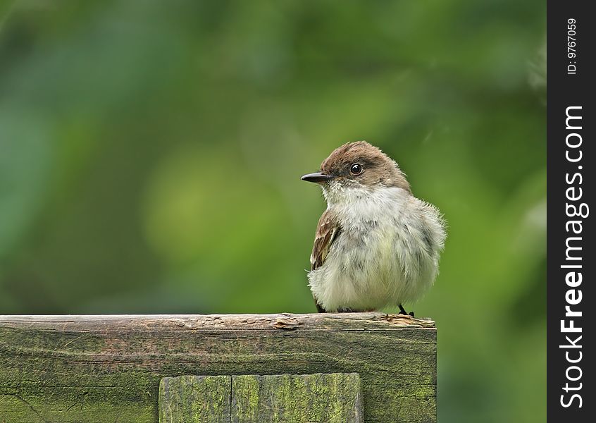 Willow flycatcher (empidonax trallii) perched on a wooden fence