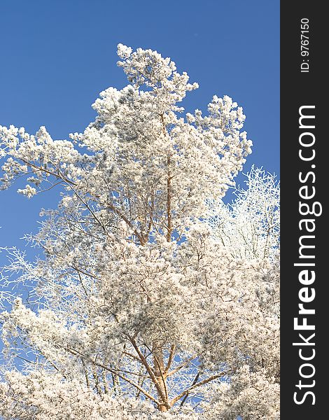 A a tree in a winter forest with branches covered with snow. A a tree in a winter forest with branches covered with snow