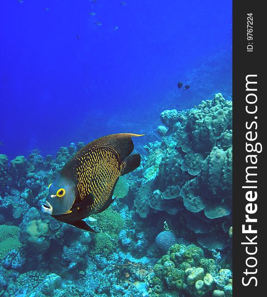 Adult French angelfish feeding on coral reef in the Caribbean