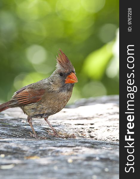 Northern Cardinal (Cardinalis Cardinalis) female bird feeding in Central Park, New York