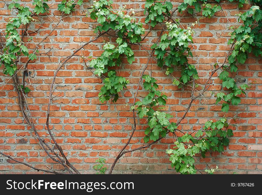 Old wall,brick wall and green leaves. Old wall,brick wall and green leaves