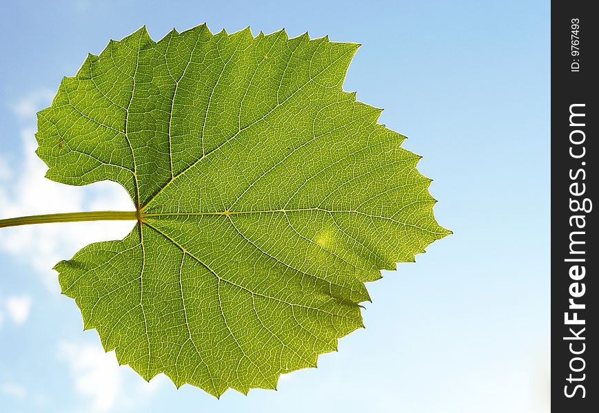 Green  leaf and blue  sky