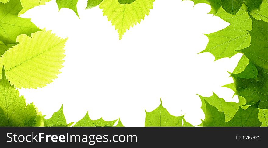 Leaves isolated on white background. Leaves isolated on white background